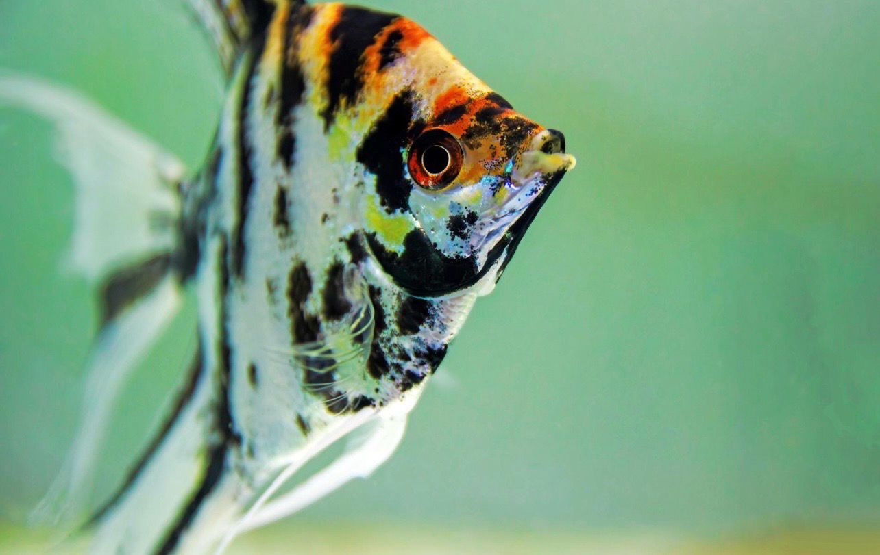 ?? Escalar Koi | Pterophyllum scalare ?? Escalar Koi | Pterophyllum scalare