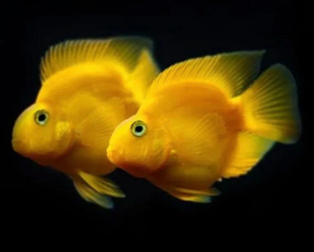 ?? Pez Loro Amarillo | Blood Parrot Yellow ?? Pez Loro Amarillo | Blood Parrot Yellow