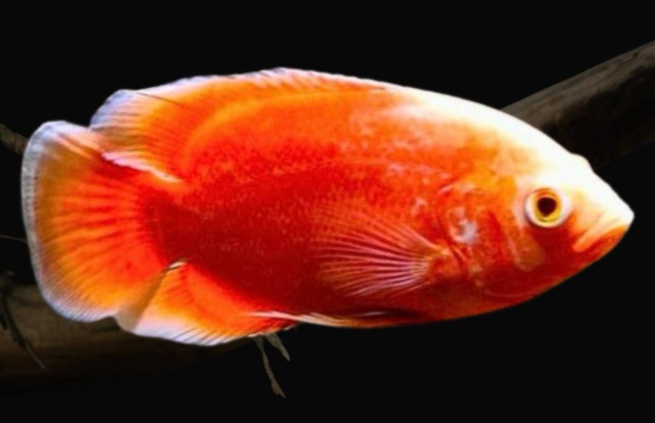 ?? Oscar Red Chilli | Astronotus ocellatus