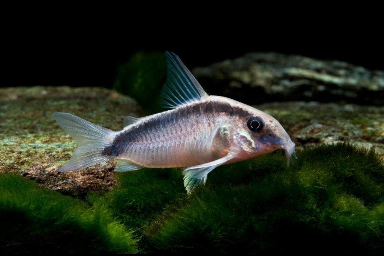 ?? Coridora Arcuatus | Corydoras arcuatus “Skunk Cory”