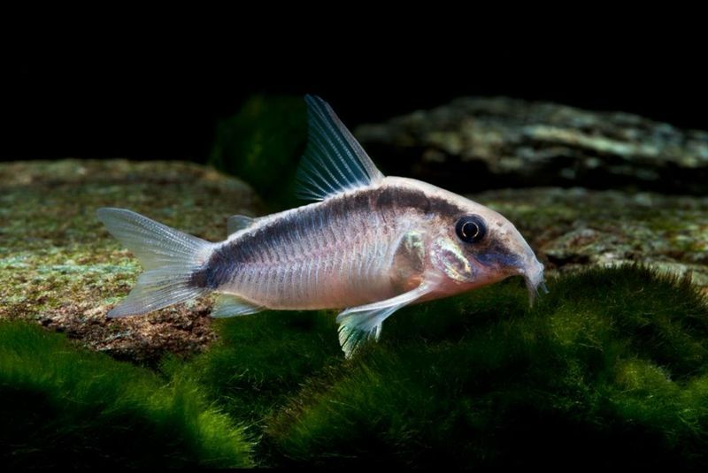 ?? Coridora Arcuatus | Corydoras arcuatus “Skunk Cory”