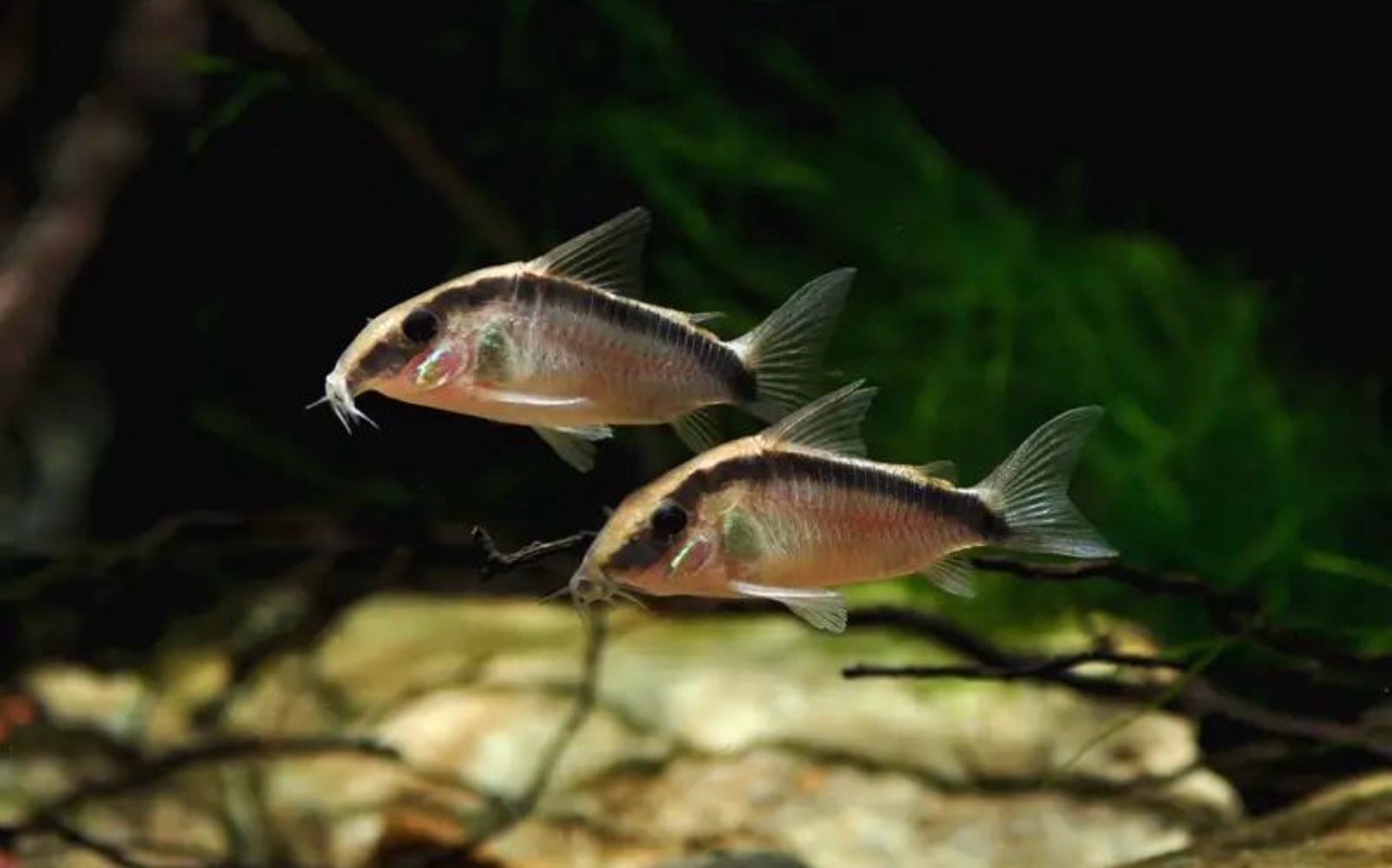 ?? Coridora Arcuatus | Corydoras arcuatus “Skunk Cory”