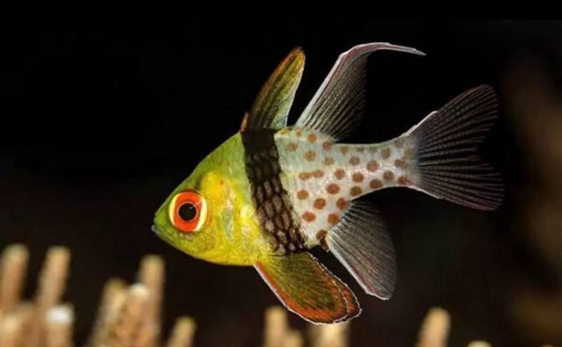 ?✨ Sphaeramia nematoptera | Pez Cardenal Pajama (Pajama Cardinalfish)