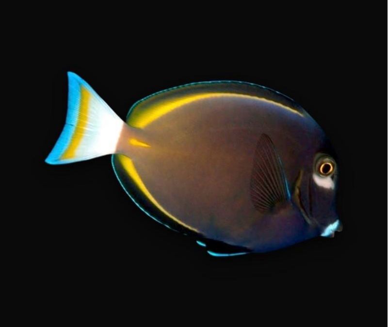 ?? Acanthurus nigricans | Cirujano Mejilla Blanca (Whitecheek Surgeonfish)