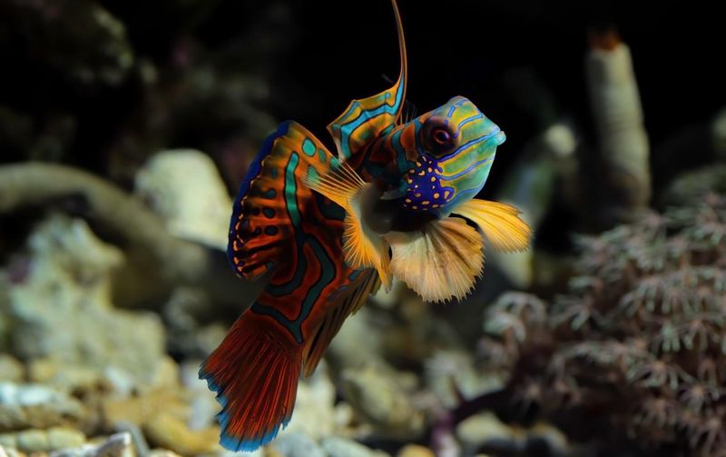 ?? Synchiropus splendidus | Mandarín Psicodélico (Mandarin Dragonet)
