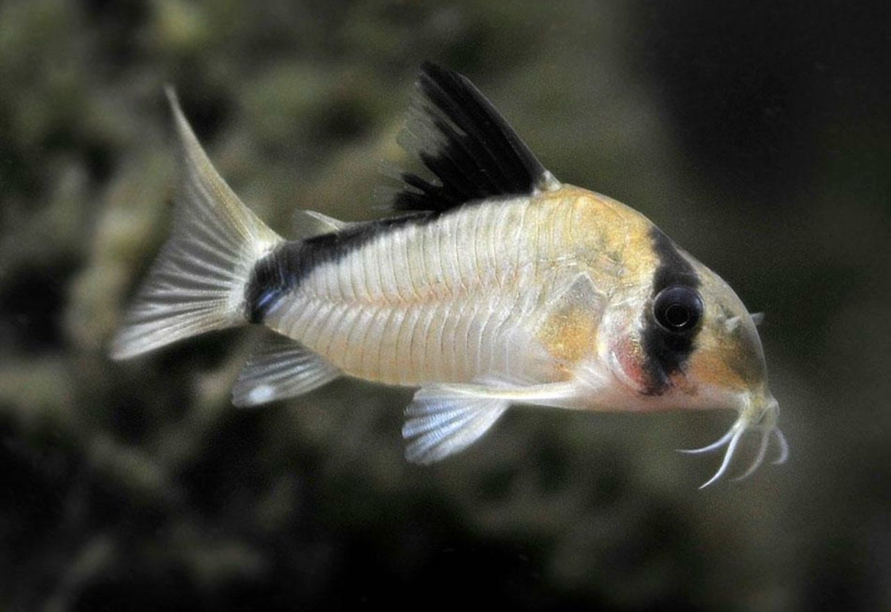 ?? Corydora Metae | Corydoras metae “Bandit Cory”