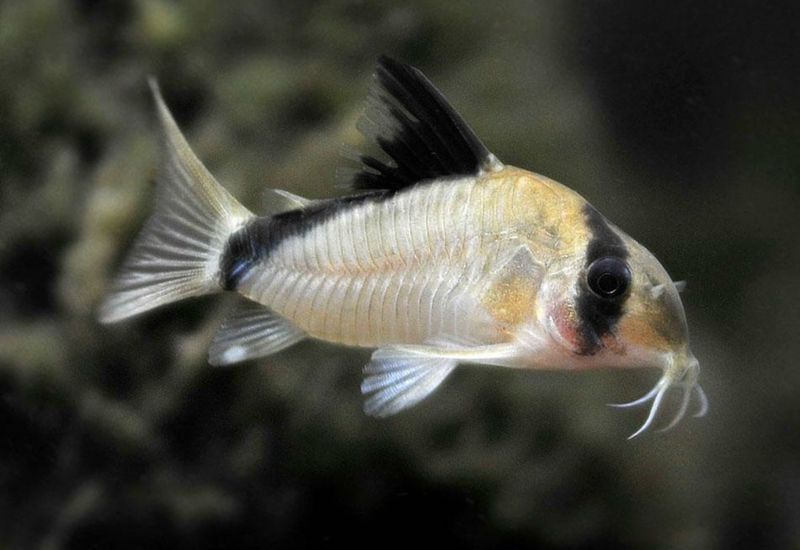 ?? Corydora Metae | Corydoras metae “Bandit Cory”