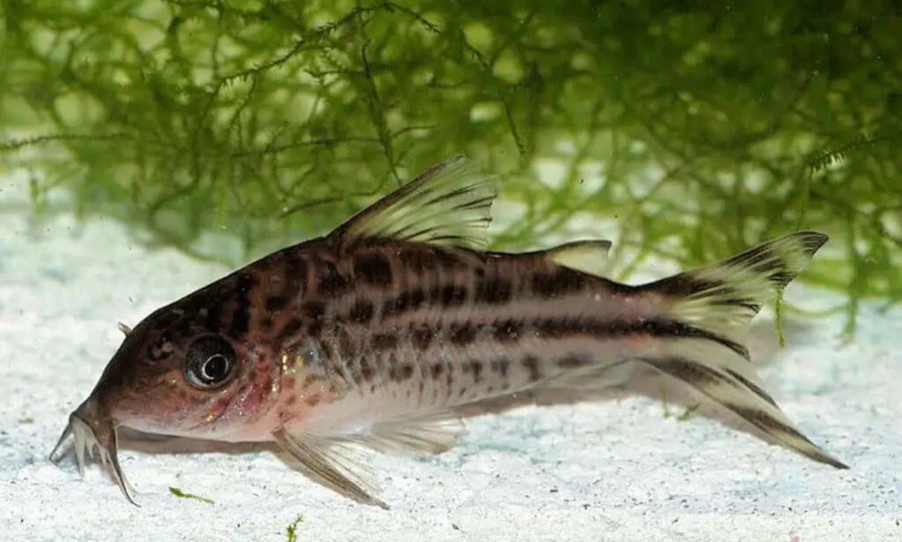 ?? Corydora Robineae | Corydoras robineae ?? Corydora Robineae | Corydoras robineae