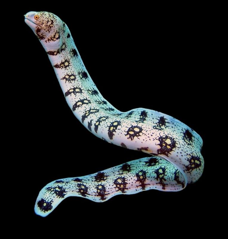?? Echidna nebulosa | Morena Copo de Nieve (Snowflake Moray Eel)