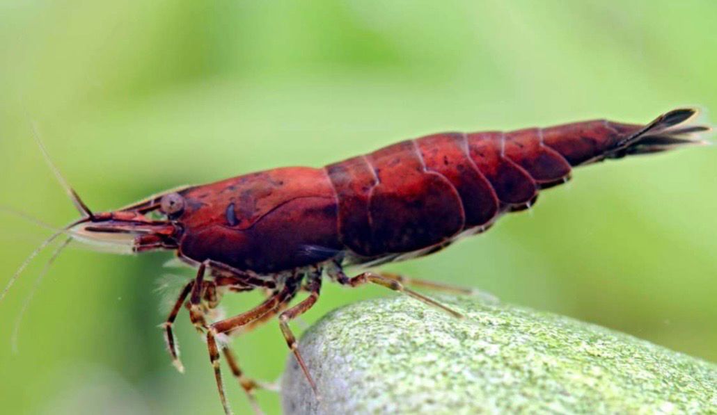 ? Neocaridina Red Onyx dark – Gamba roja oscura premium para acuarios plantados