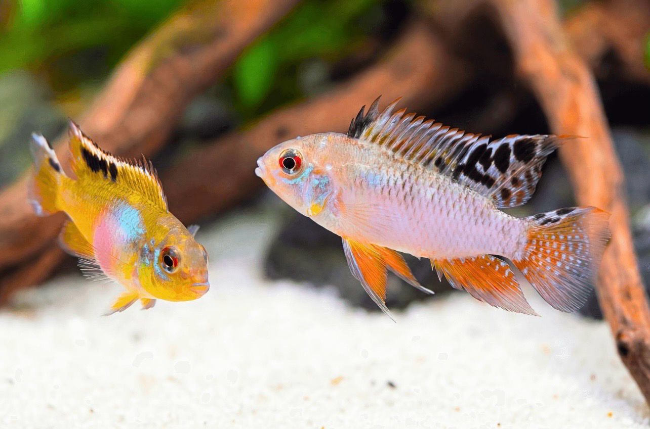 ?? Nanochromis teugelsi | Cíclido Enano Africano