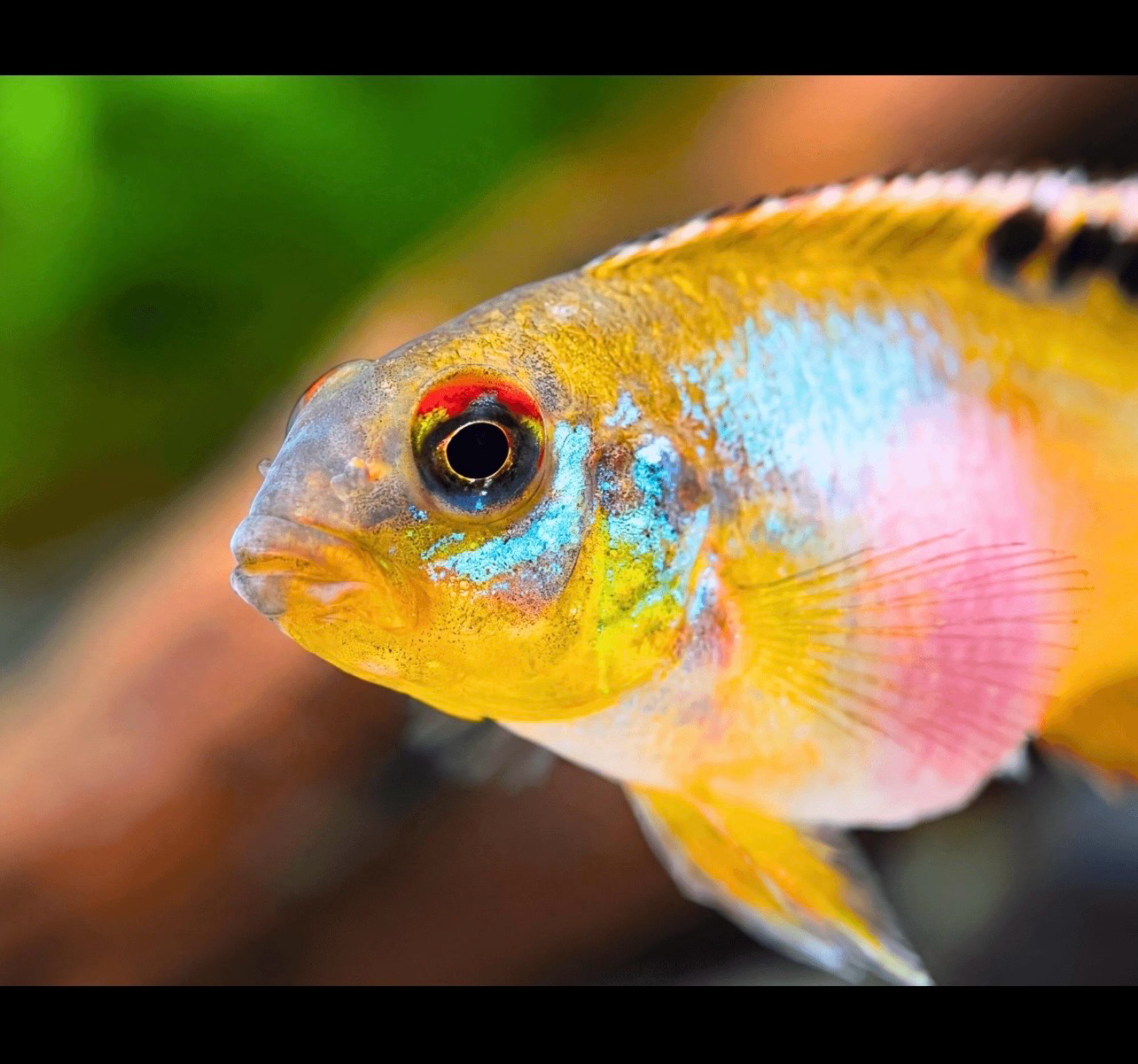 ?? Nanochromis teugelsi | Cíclido Enano Africano