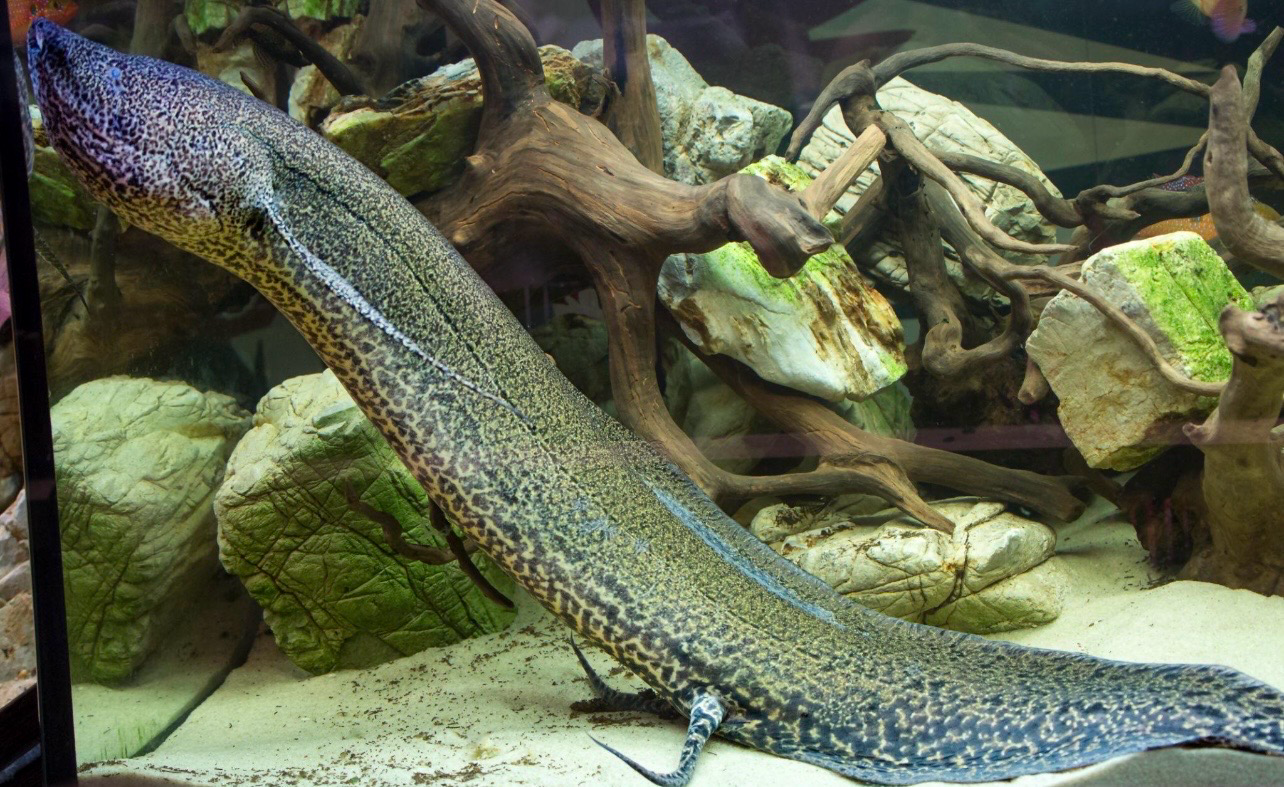 ?? Protopterus aethiopicus 30–60 cm | Pez Pulmonado Africano