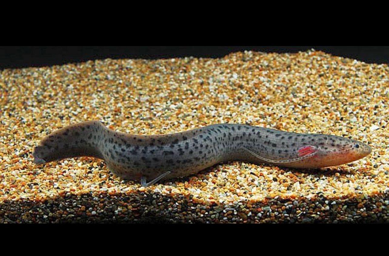 ?? Protopterus dolloi | Pez Pulmonado Africano Manchado