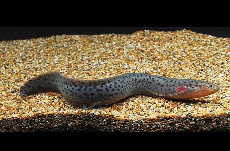 ?? Protopterus dolloi | Pez Pulmonado Africano Manchado