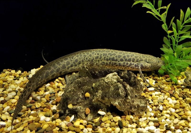 ?? Protopterus aethiopicus SM| Pez Pulmonado Africano