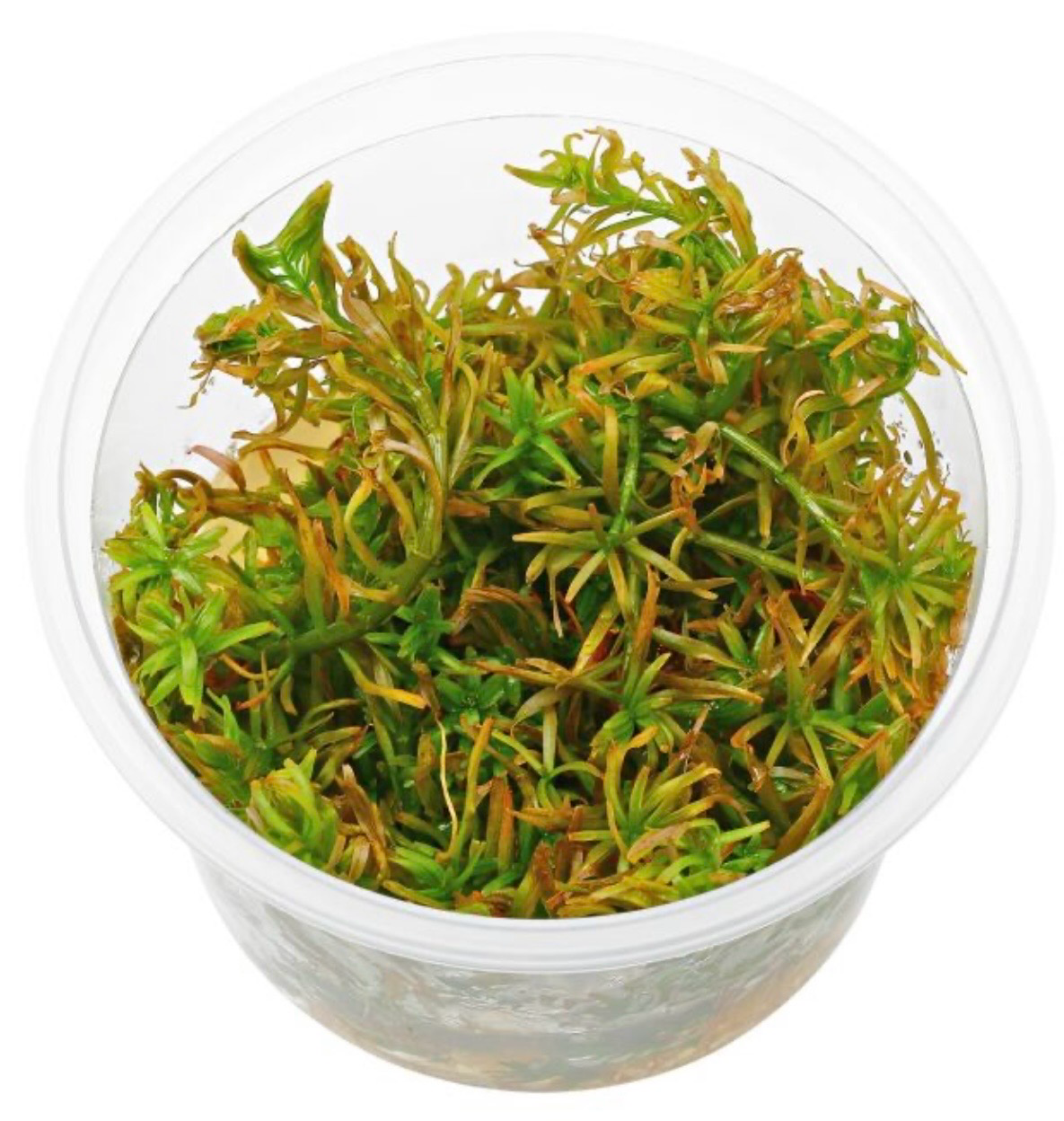 ?✨ Rotala mexicana “Goias” | Planta de Tallo para Aquascaping