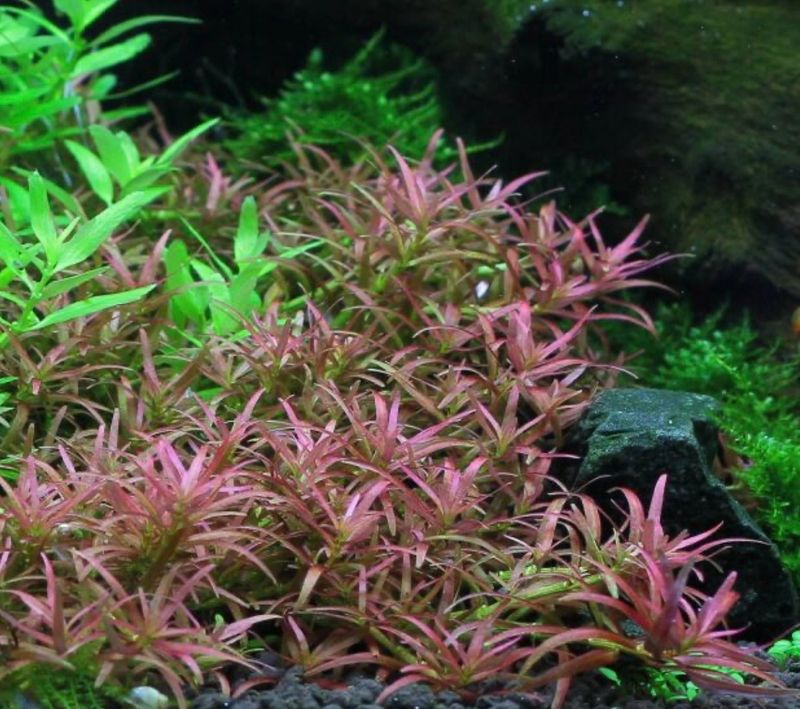 ?✨ Rotala mexicana “Goias” | Planta de Tallo para Aquascaping