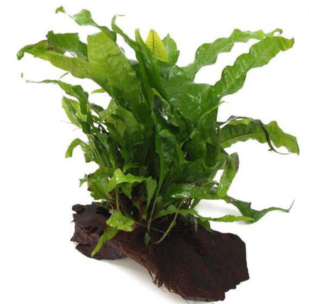 ?? Planta Enraizada en Tronco XXL | Decoración Natural para Acuarios
