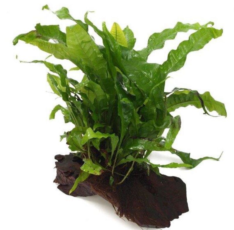 ?? Planta Enraizada en Tronco XXL | Decoración Natural para Acuarios