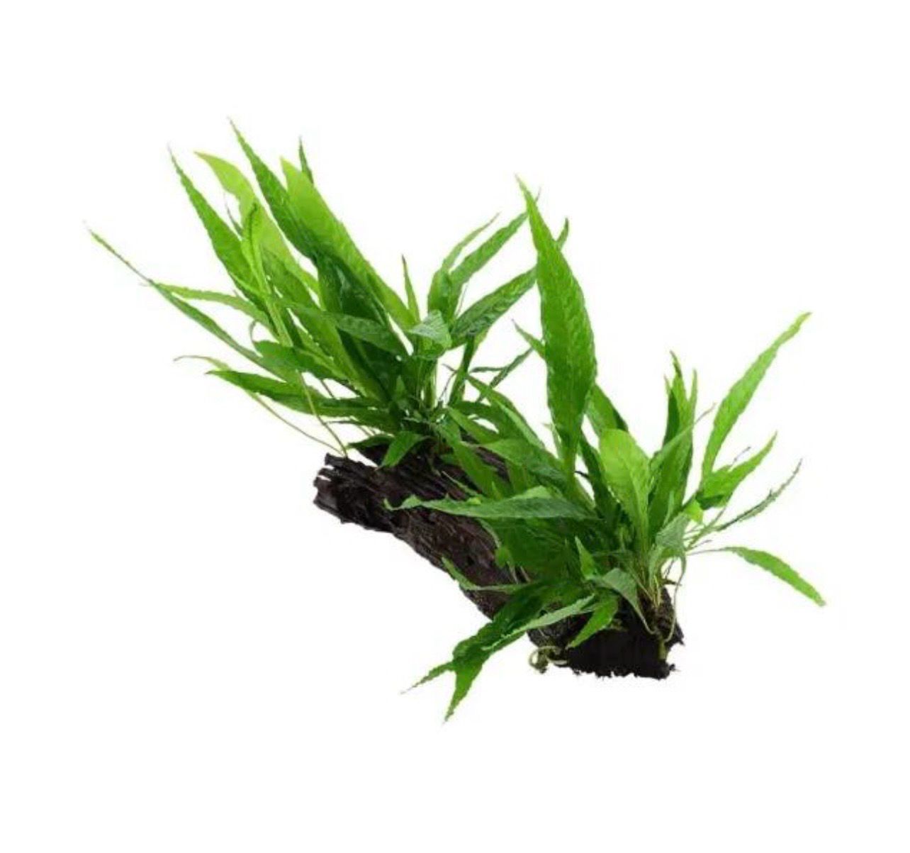 ?? Planta Enraizada en Tronco XXL | Decoración Natural para Acuarios