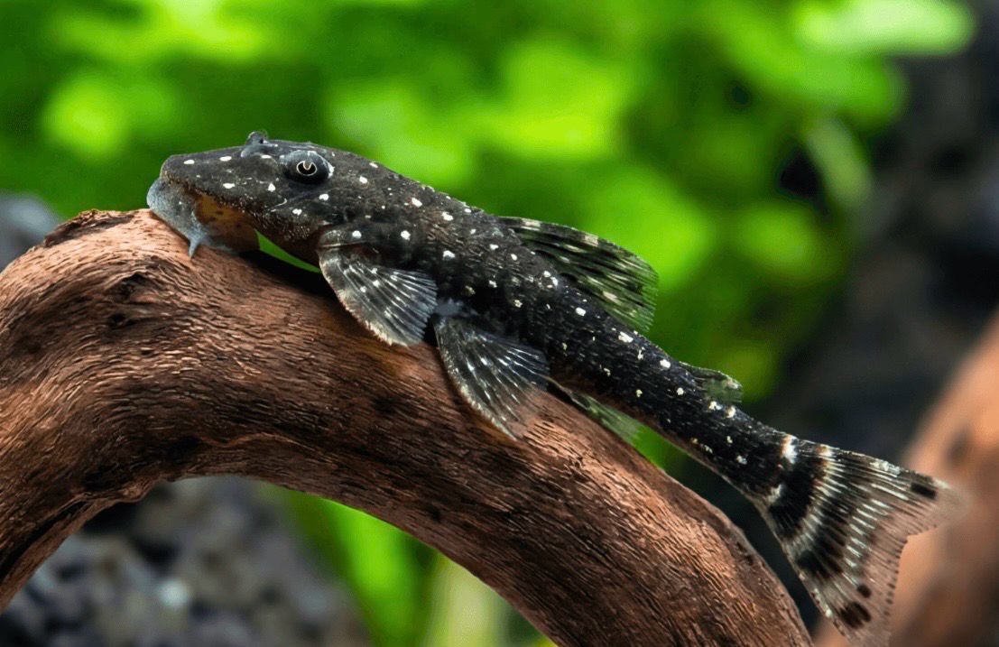 ?✨ Parotocinclus haroldoi “Otocinclus Galaxy” | Limpiador de Algas Enano