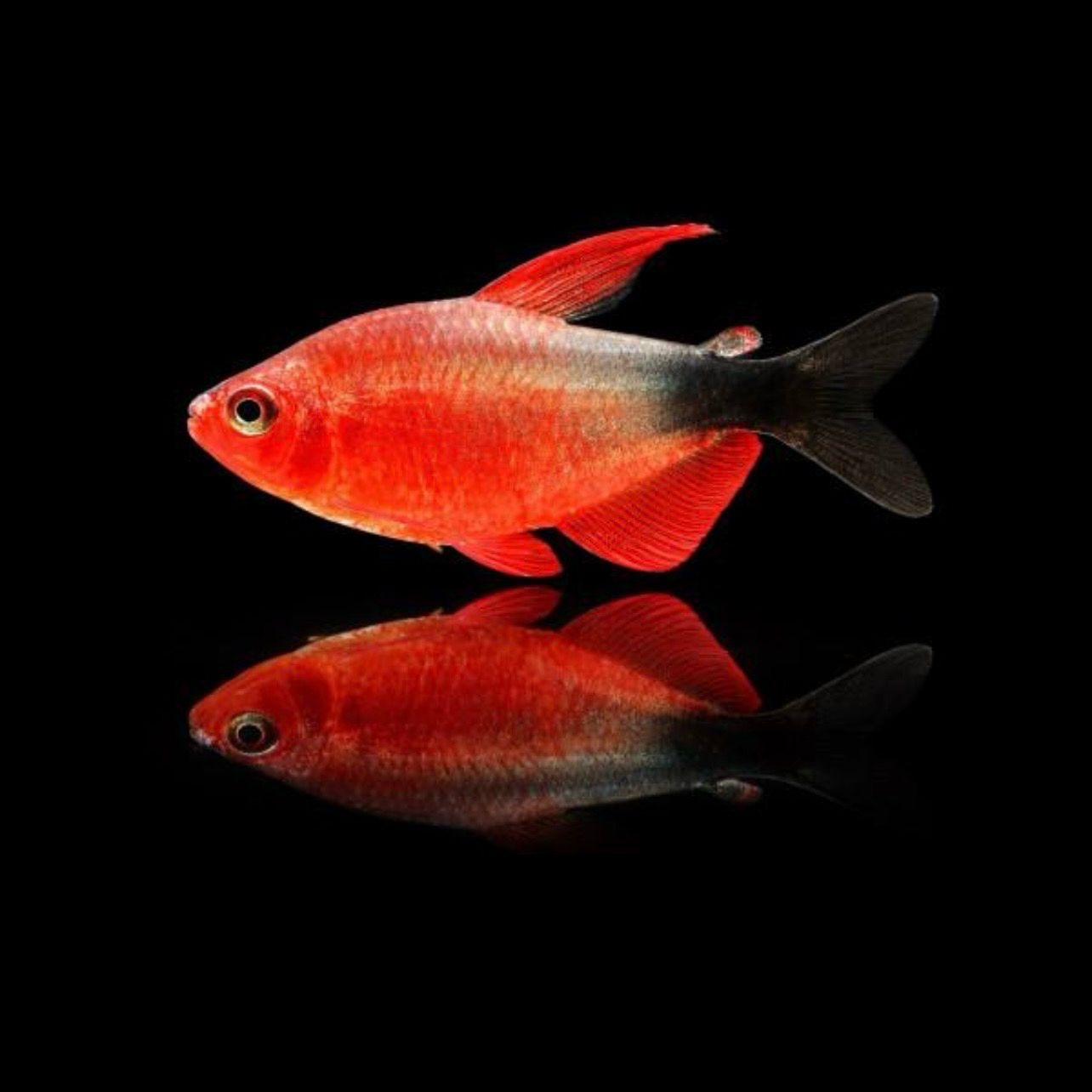 ?✨ Hyphessobrycon peugeoti | Tetra Peugeoti