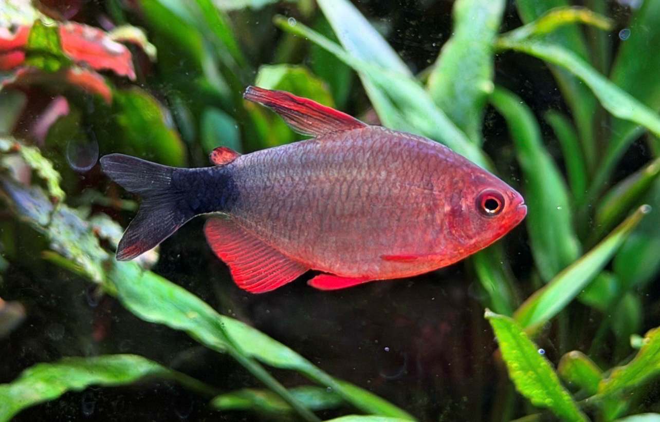 ?✨ Hyphessobrycon peugeoti | Tetra Peugeoti