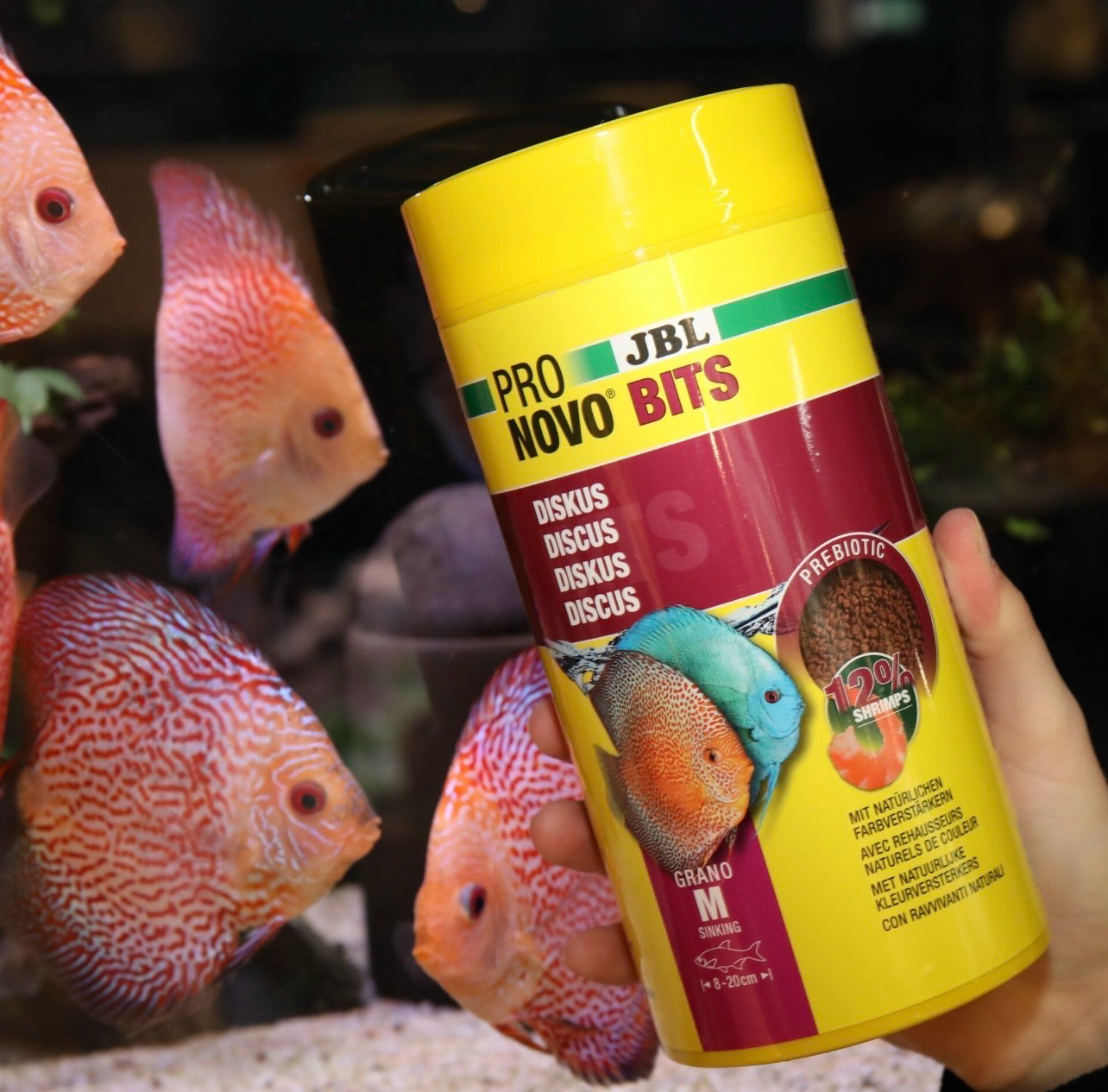 ? JBL ProNovo Bits Grano M 250 ml | Alimento Premium para Discos y Cíclidos Sudamericanos