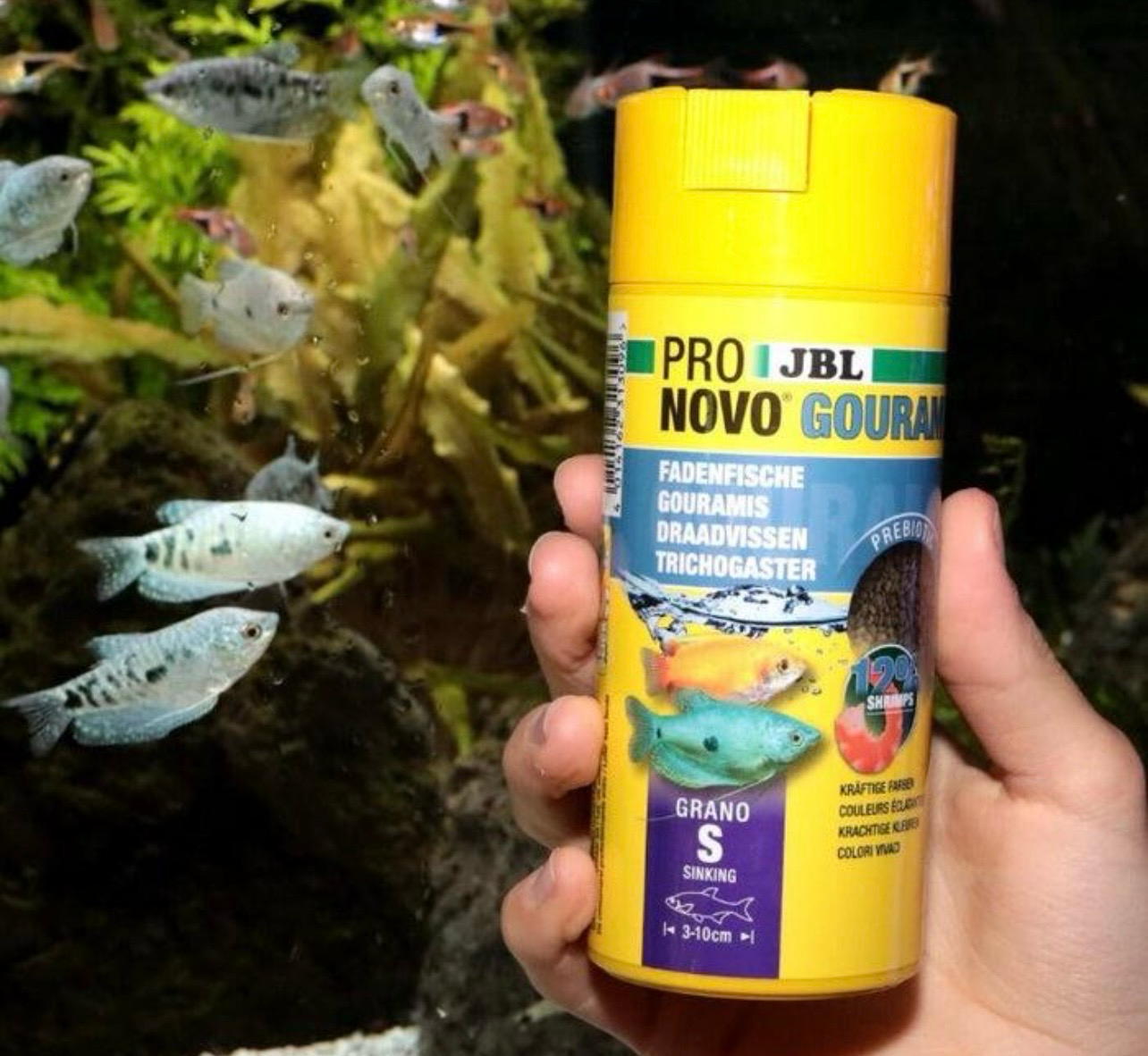 ? JBL ProNovo Gourami Grano S | Alimento Premium para Guramis y Peces Laberíntidos