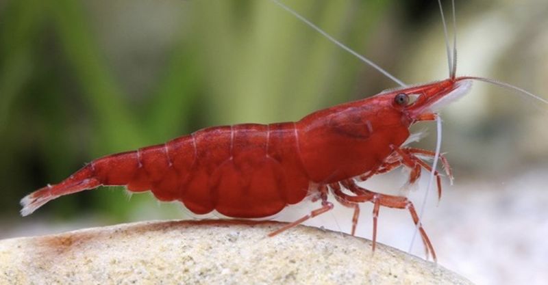 Neocaridina sakura red 
