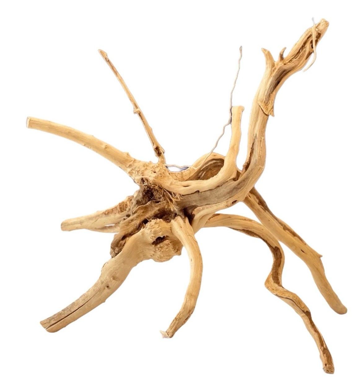 ?✨ Raíz Spider Gold 55–65 cm | Madera Natural XL para Aquascaping