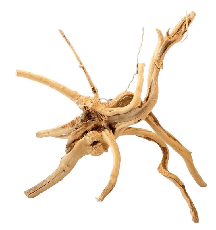 ?✨ Raíz Spider Gold 55–65 cm | Madera Natural XL para Aquascaping