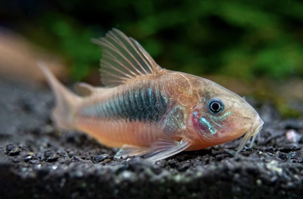 ? Corydoras aeneus | Corydora bronce grupo 5 ejemplares