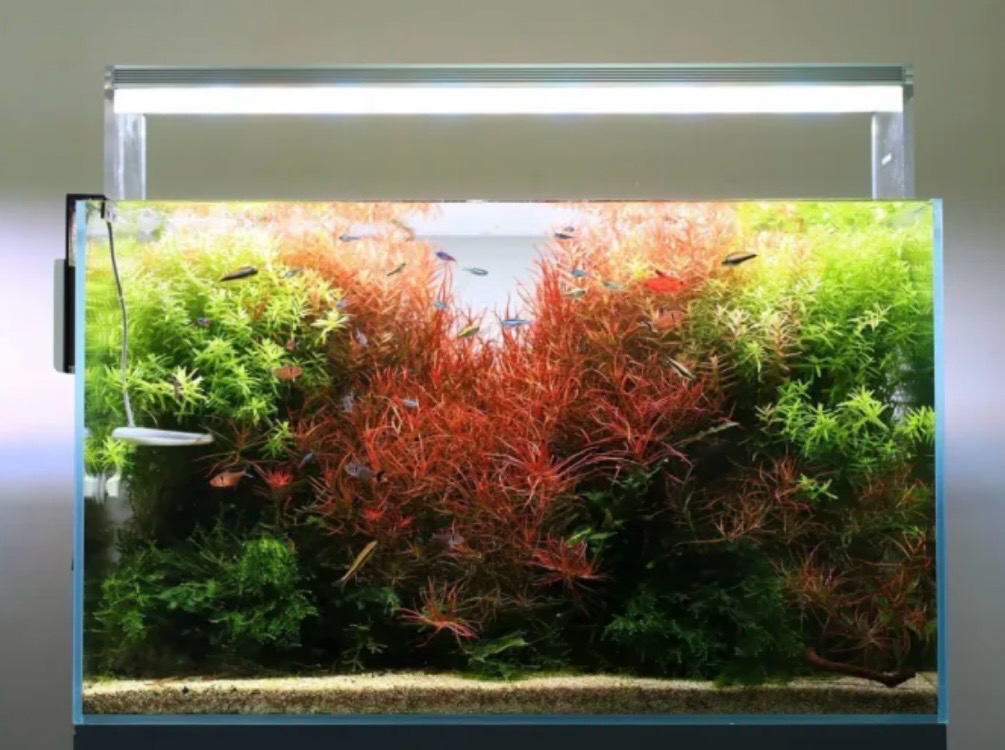 ?? Twinstar Light 600EC 4.2 – LightControl | LED RGB para Aquascaping