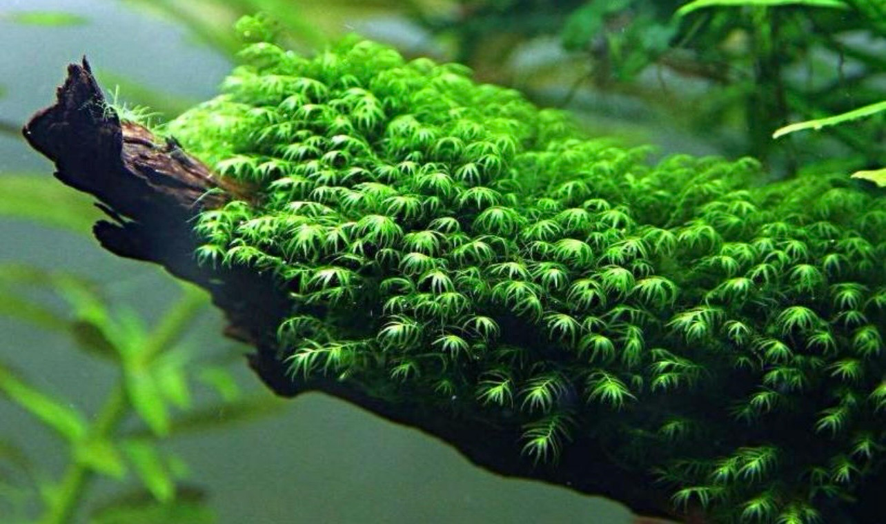 ? vesicularia. Sp Tortoise | Musgo de colección para Aquascaping