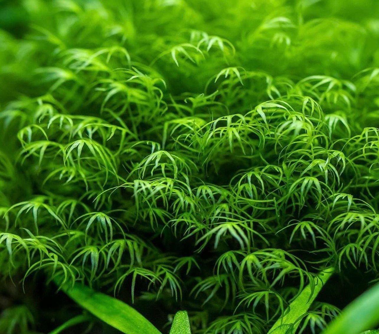 ? vesicularia. Sp Tortoise | Musgo de colección para Aquascaping