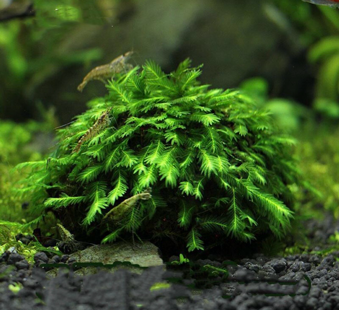 ? Fissidens nobilis In Vitro | Musgo premium para Aquascaping