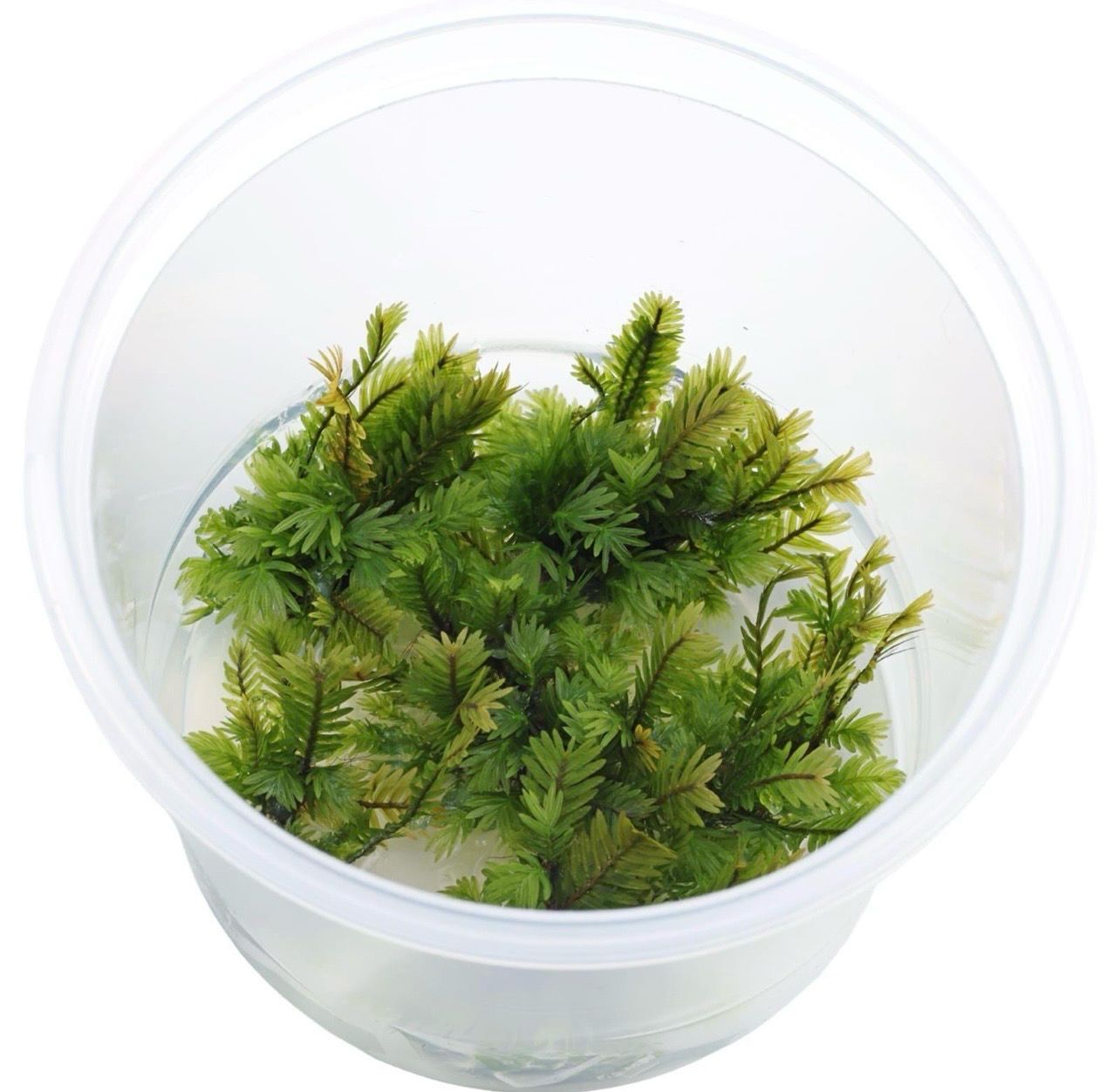 ? Fissidens nobilis In Vitro | Musgo premium para Aquascaping