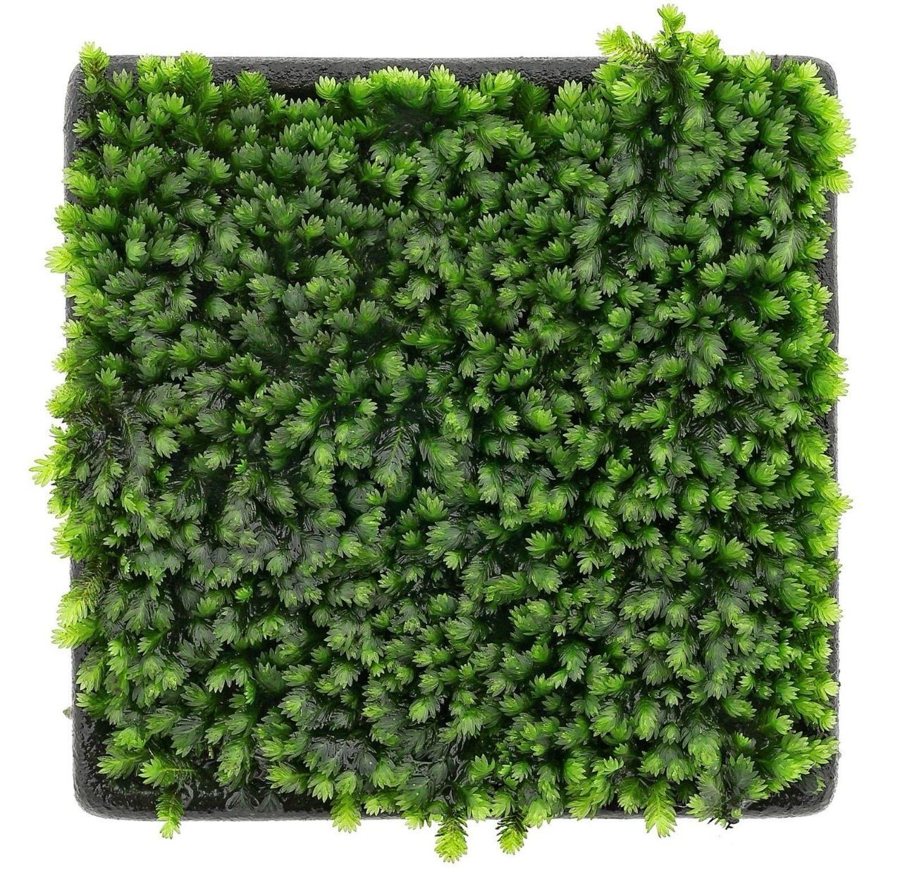 ? Fissidens sp. Vietnam | Musgo premium para Aquascaping