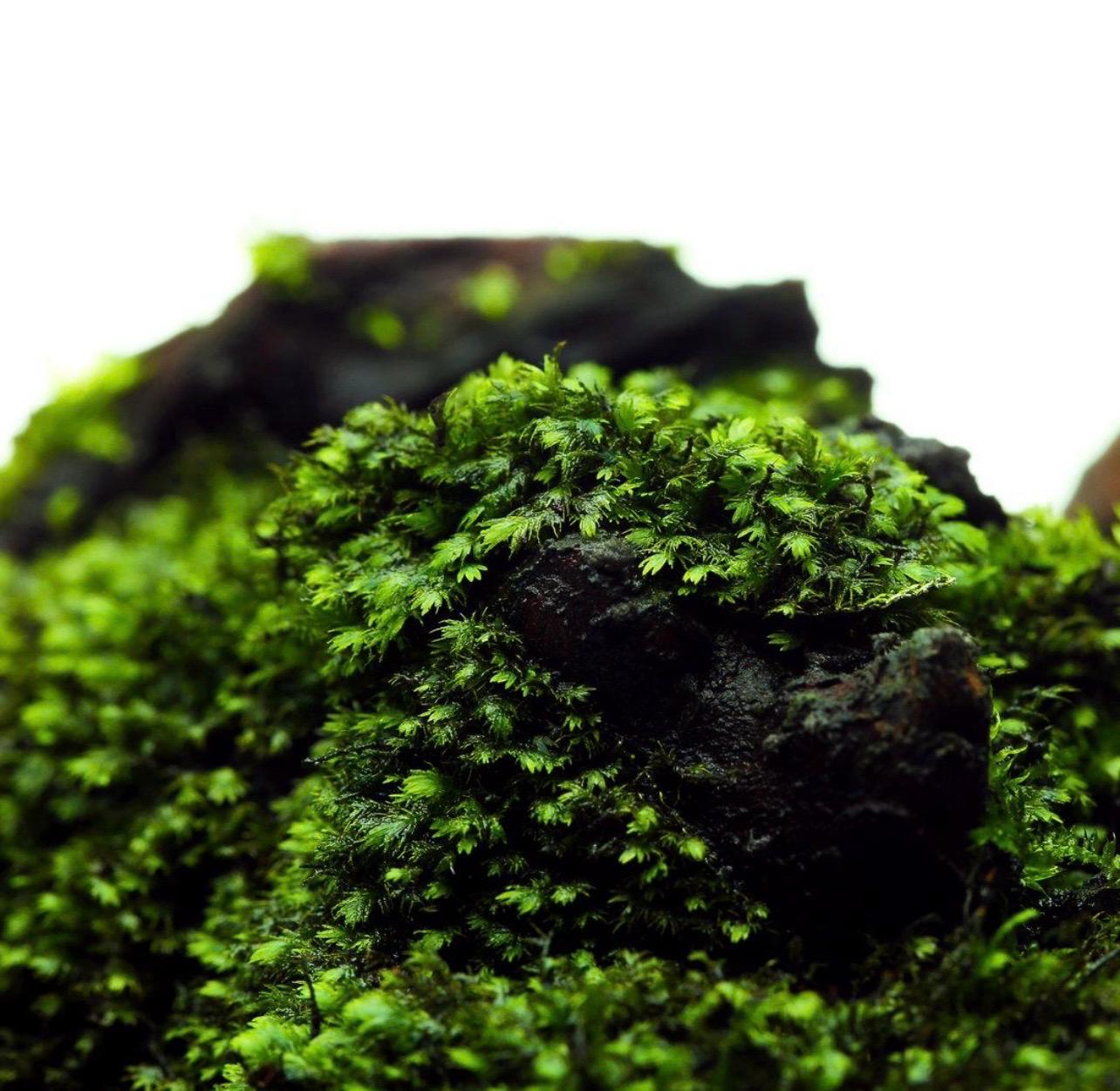 ? Fissidens sp. Vietnam | Musgo premium para Aquascaping