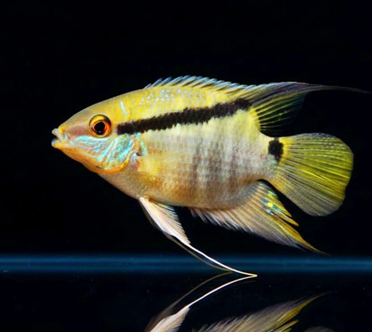 ?? Cichlasoma festivum | Mesonauta festivus – Cíclido Bandera