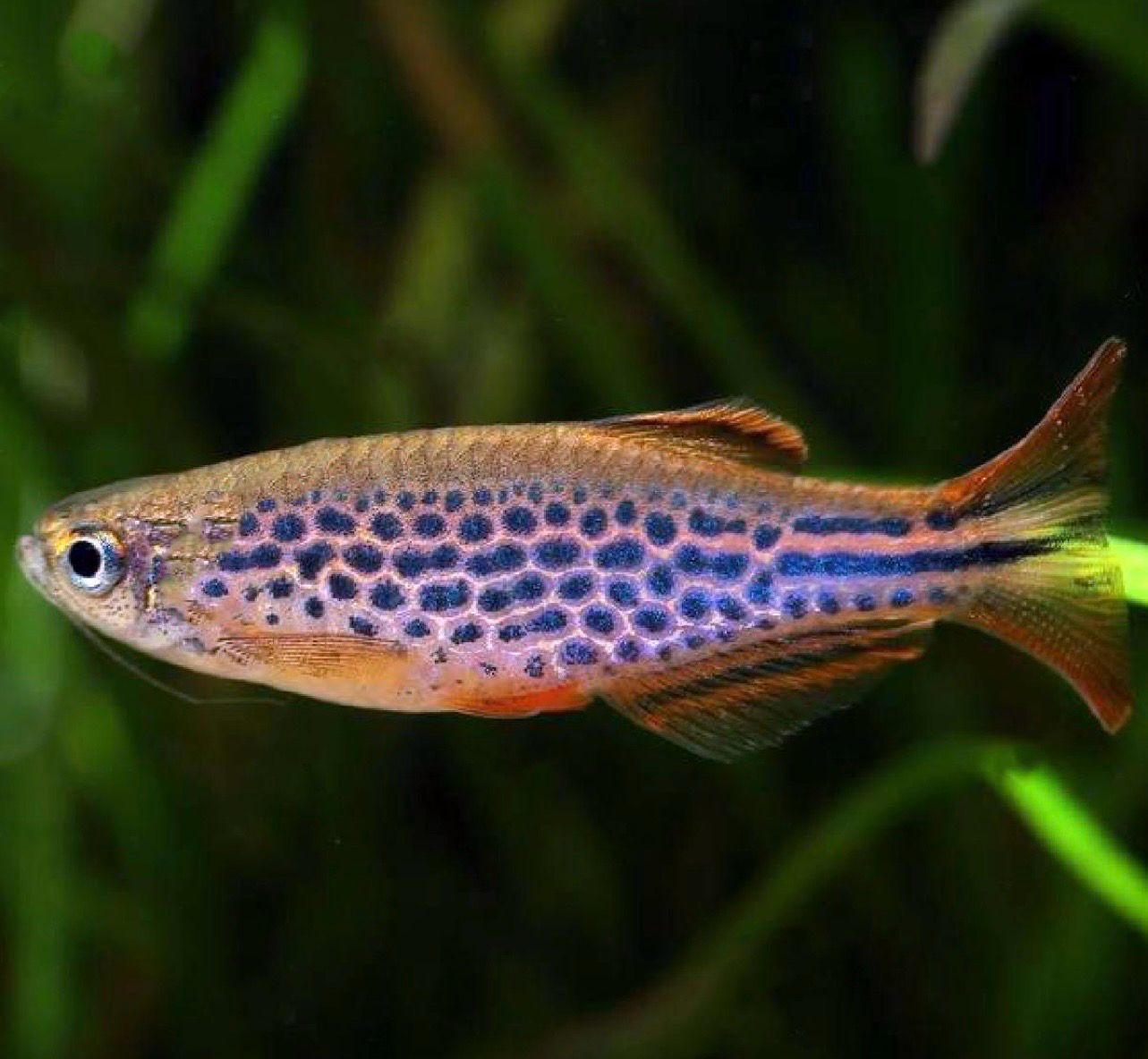 ?? Cebrita de Myanmar | Danio kyathit