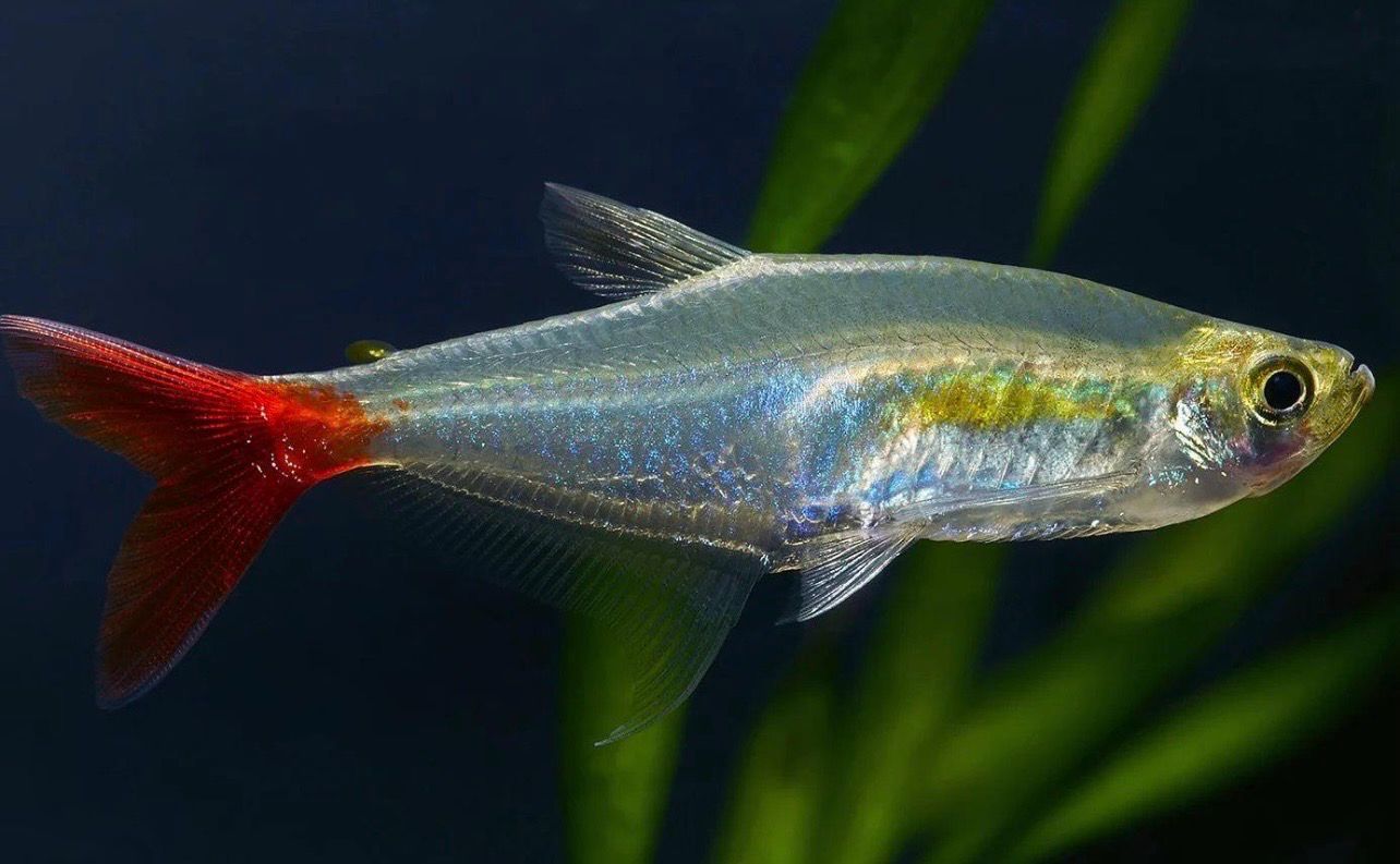 ?❤️ Tetra Cristal Cola Roja | Prionobrama filigera