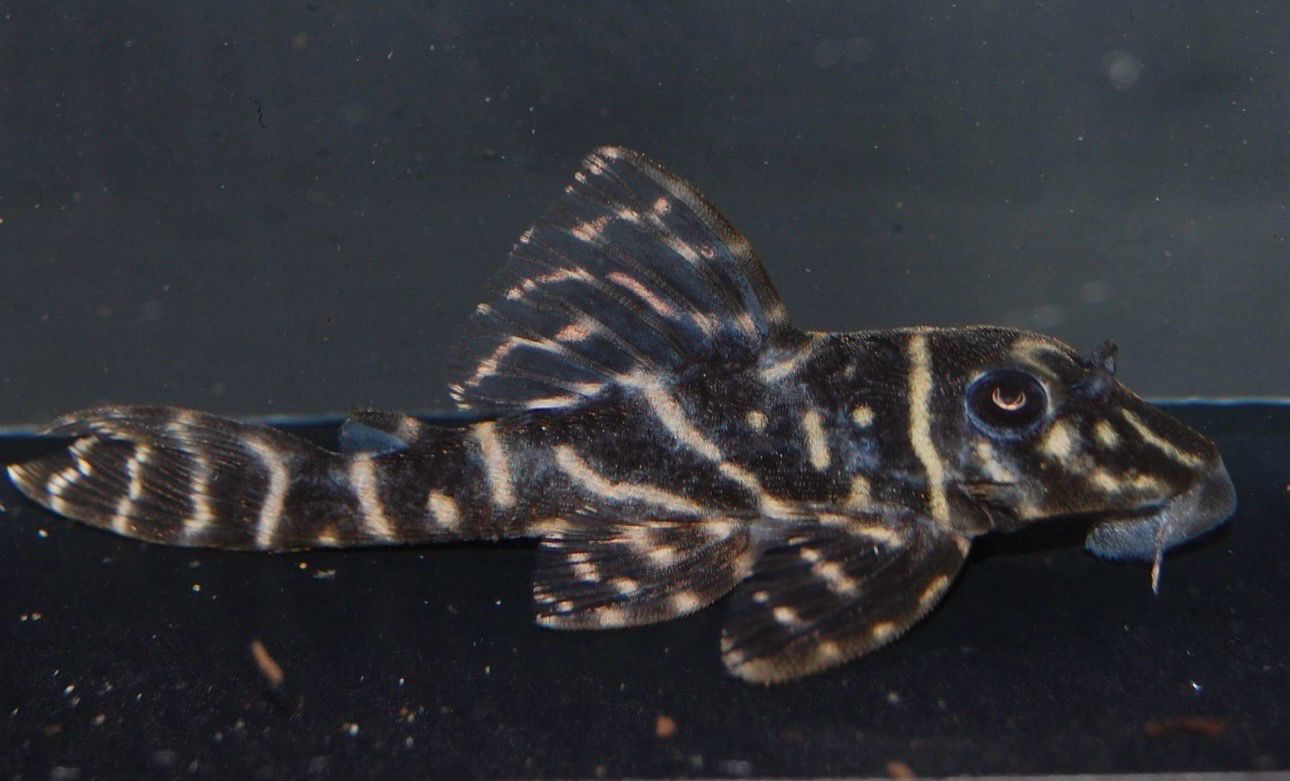 ? L340 Hypancistrus sp. – Mega Clown Pleco