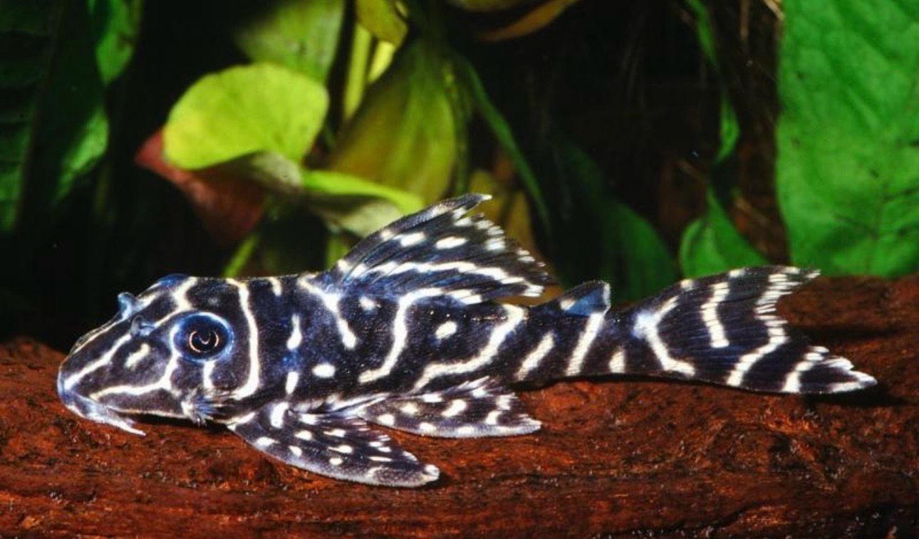 ? L129 Hypancistrus debilittera – Colombian Zebra Pleco