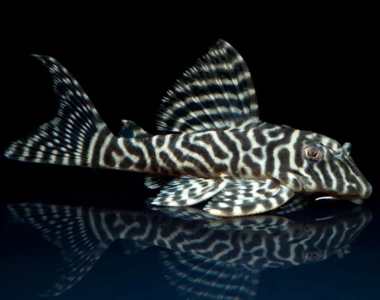 ? L066 Hypancistrus seideli – King Tiger Pleco