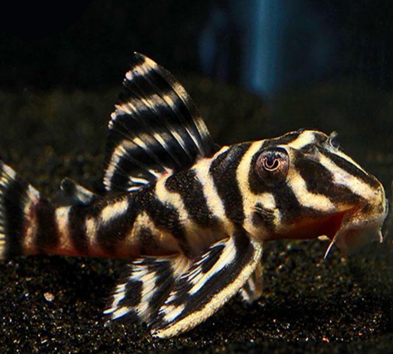 ? L199 Hypancistrus furunculus – Pleco Tigre del Orinoco ? L199 Hypancistrus furunculus – Pleco Tigre del Orinoco