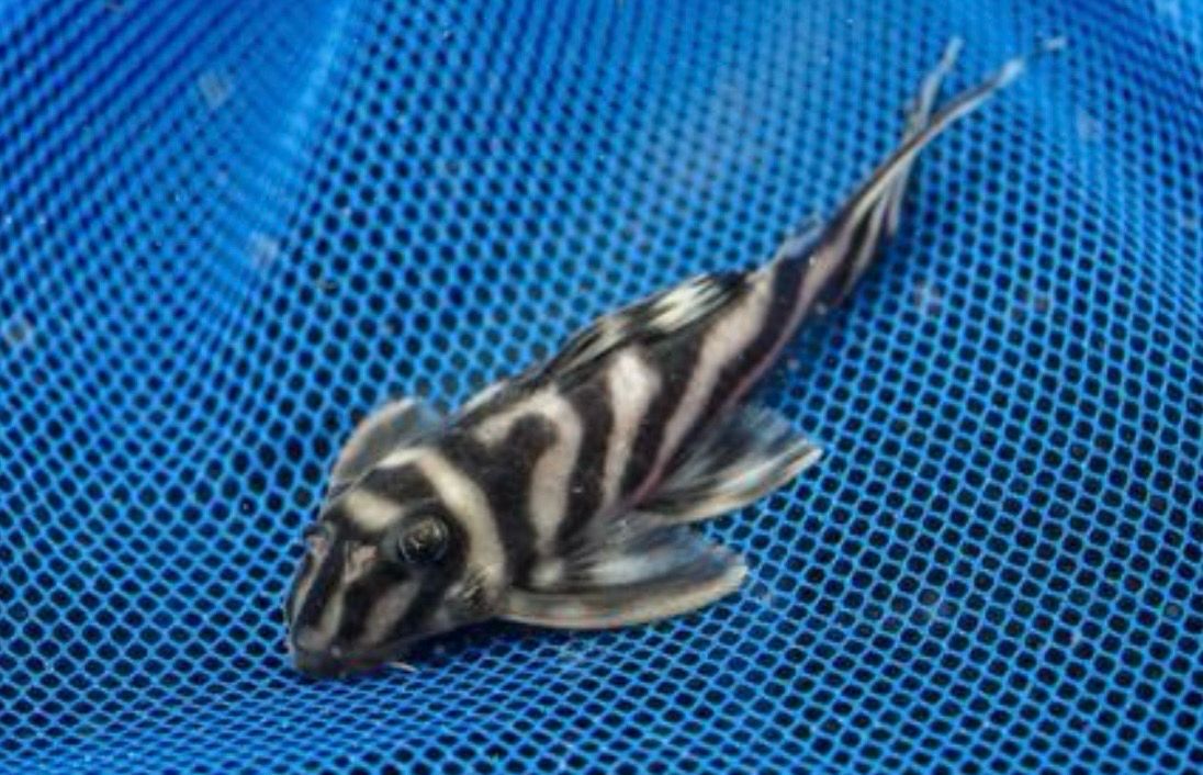 ? L173 Hypancistrus sp. – Pleco Cebra L173