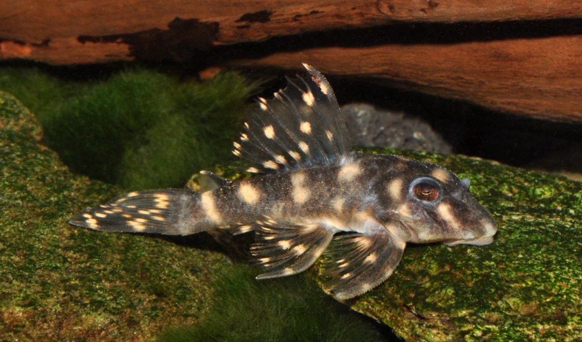 ? L450 Hypancistrus sp. – Loricárido del Amazonas